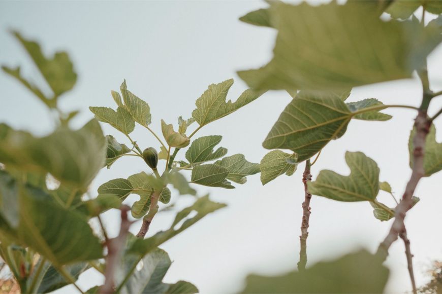 Sant Ignasi en Menorca
